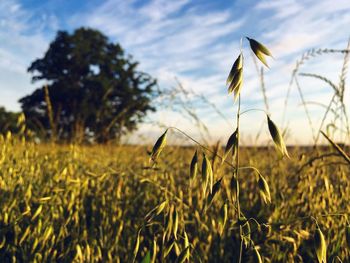 Close-up of crop in field