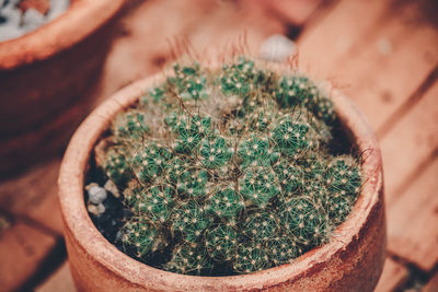 High angle view of succulent plant in pot