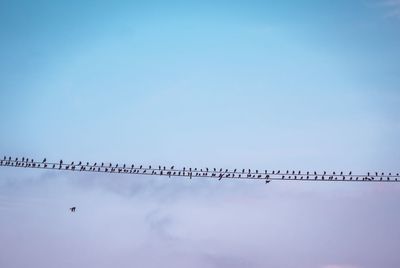 Low angle view of birds perching on cable against sky