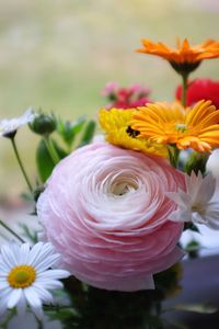 Close-up of fresh yellow flowers blooming outdoors