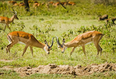 Side view of deer on field