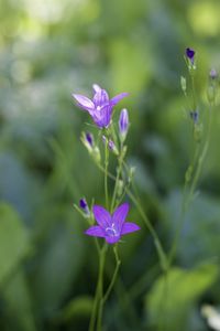 Close-up of purple flowering plant