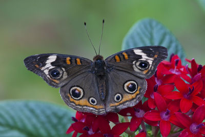 Close-up of butterfly pollinating on flower