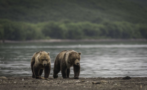 Bears walking on field by lake