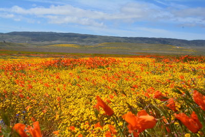 Scenic view of flowering plants on field against orange sky