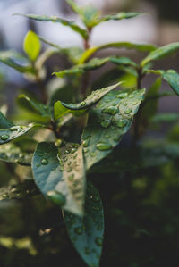 Close-up of wet leaves