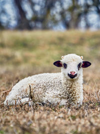 Portrait of an animal on field