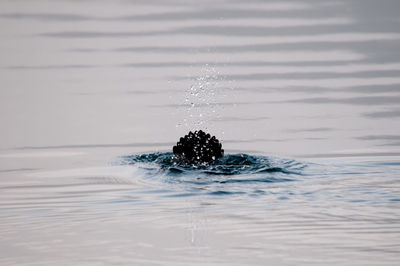 Close-up of bird diving in water