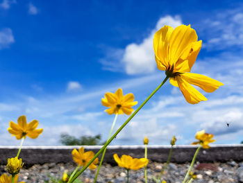 Close-up of yellow cosmos flower blooming on field against sky