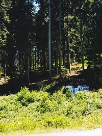 Trees in forest