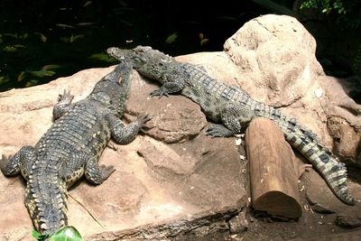 High angle view of lizard on rock at zoo