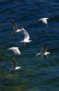 Seagulls flying over sea