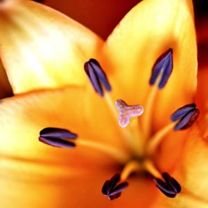 Close-up of yellow flower