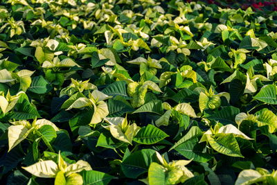 Full frame shot of leaves on field