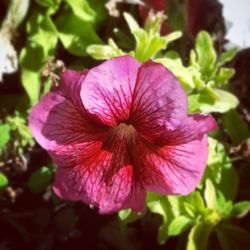 Close-up of pink flower