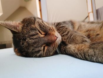 Close-up of a sleeping cat