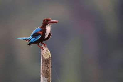 Close-up of bird perching on wooden post