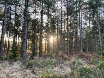 Sunlight streaming through trees in forest