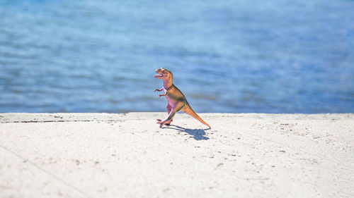 Side view of shirtless man on beach