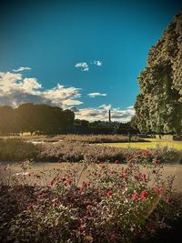 Scenic view of flowering plants on field against sky