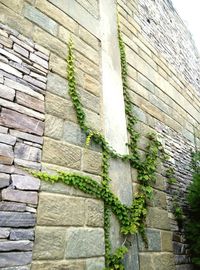 Plant growing on brick wall