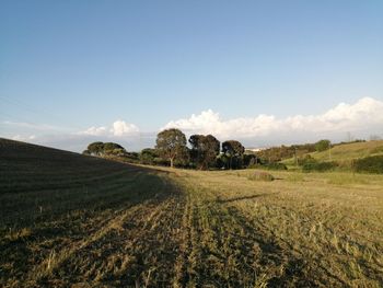 Scenic view of agricultural field against sky