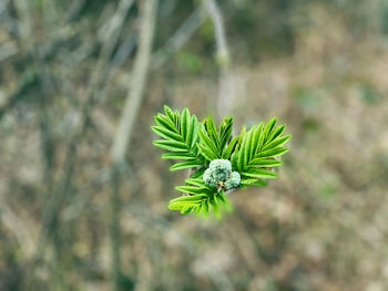 Close-up of plant growing on tree