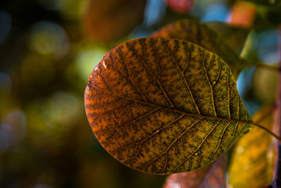 Close-up of autumn leaf