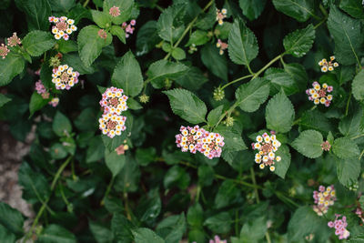 High angle view of flowering plant