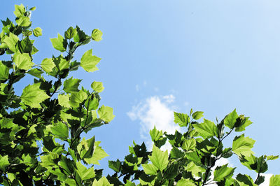 Low angle view of leaves growing on branch against sky