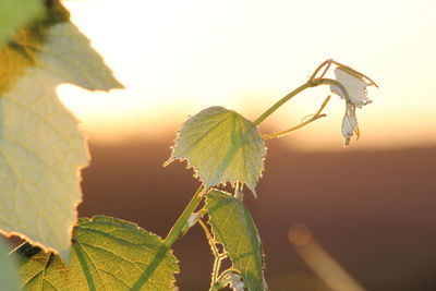 Close-up of plant against blurred background