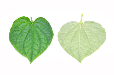 Close-up of green leaves against white background