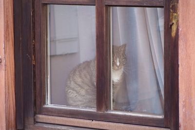 Cat sitting on window sill