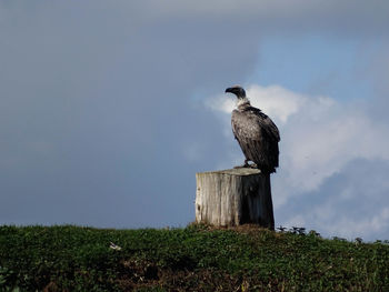 Bird perching on wooden post