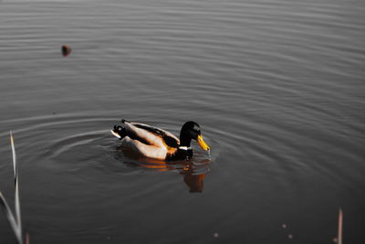 High angle view of duck swimming in lake