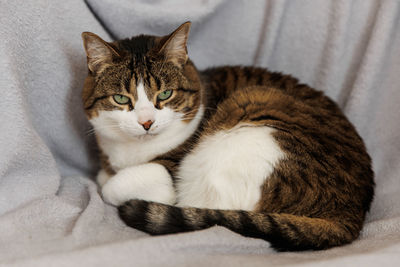 Close-up of cat lying on bed at home