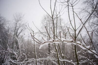 Close-up of bare trees during winter