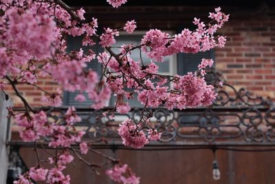 Pink cherry blossom tree against building