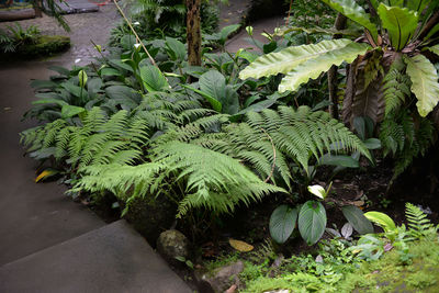 Close-up of fresh green plants
