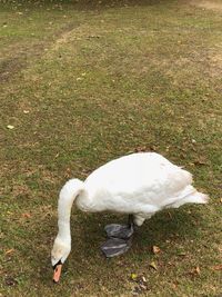 High angle view of white bird on field