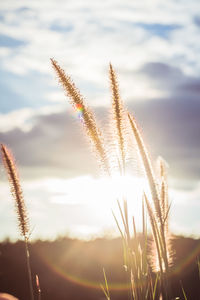 Close-up of stalks against sky at sunset