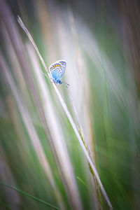 Close up picture from a nice common blue butterfly on the meadow