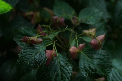 Close-up of fruits growing on plant