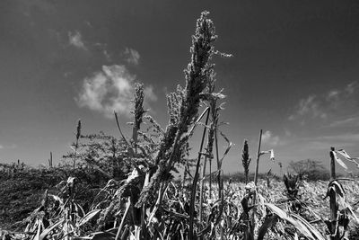 Plants on field against sky