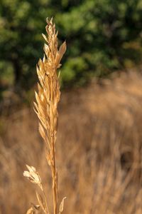 Close-up of stalks in field