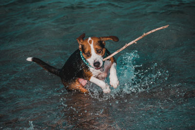 Portrait of dog running in water