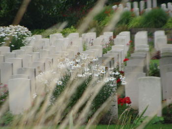 Close-up of cemetery