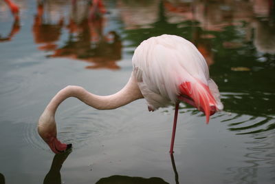 View of a bird in a water