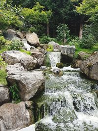 Plants growing on rock by river in forest