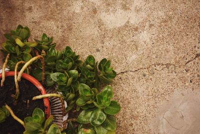 High angle view of potted plant against wall